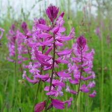 Істод великий (Polygala major)