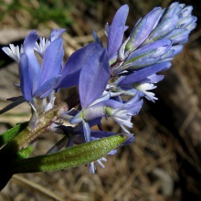 Істод гіркий (Polygala amara)