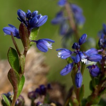 Істод гіркуватий (Polygala amarella)