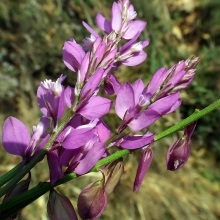 Істод звичайний (Polygala vulgaris)