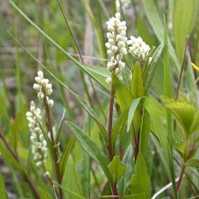 Істод сенега (Polygala senega)