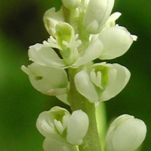 Істод сенега (Polygala senega)