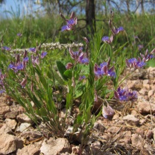 Істода тонколиста (Polygala tenuifolia)