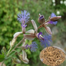 Істода тонколиста (Polygala tenuifolia)
