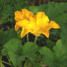 Кабачок (Cucurbita pepo)