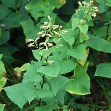 Какалія списоподібна (Cacalia hastata)