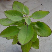 Каланхое перисте (Kalanchoe pinnata)