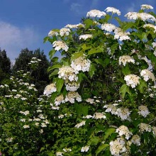 Калина звичайна (Vibúrnum ópulus)