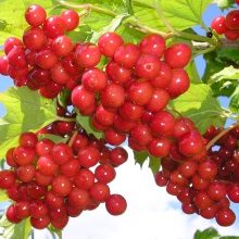 Калина звичайна (Vibúrnum ópulus)