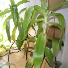 Калізія (Callisia)