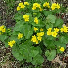 Калюжниця болотна (Caltha palustris)