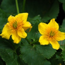 Калужниця лісова (Caltha silvestris)