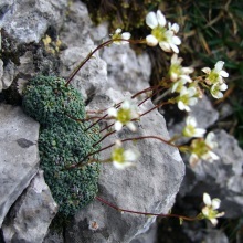 Камнеломка або саксифрага (Saxifraga)