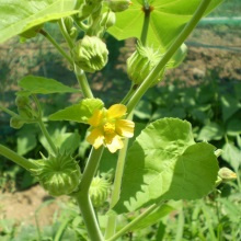 Канатник Теофраста (Abutilon theophrasti Medicus)