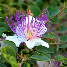 Каперси колючі (Capparis spinosa)