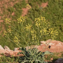 Капуста городна або білокачанна (Brassica oleracea)