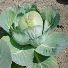 Капуста городна або білокачанна (Brassica oleracea)
