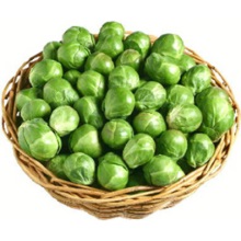 Капуста брюссельська (Brássica oleracea)