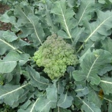 Капуста броколі (Brassica silvestris)