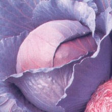 Капуста червонокачанна (Brassica oleracea L. capitata. f.rubra)