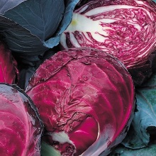 Капуста червонокачанна (Brassica oleracea L. capitata. f.rubra)