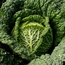 Капуста савойська (Brassica oleracea, convar. capitata, var. sabauda)