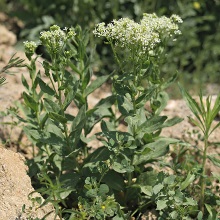 Кардарія крупкова (Cardaria draba)