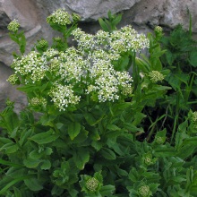 Кардарія крупкова (Cardaria draba)