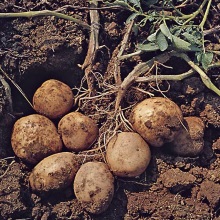 Картопля (Solanum tuberosum)