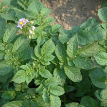 Картопля (Solanum tuberosum)