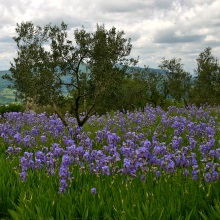 Касатик блідий або ірис (Iris pallida)