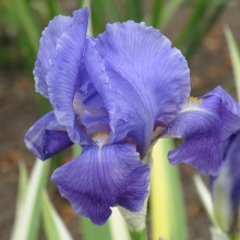 Касатик блідий або ірис (Iris pallida)