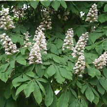 Каштан кінський (Aesculus hippocastanum)