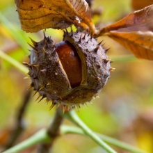 Каштан кінський (Aesculus hippocastanum)