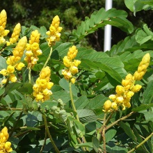 Касія гостролиста (Cassia acutifolia)