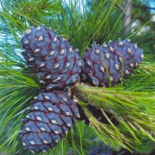 Кедр сибірський (Pinus sibirica)
