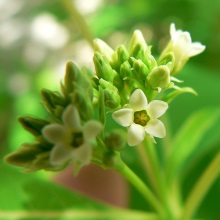 Кендир конопляний (Apocynum cannabinum)