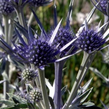 Кермек широколистий або плосколистий (Limonium platyphyllum)