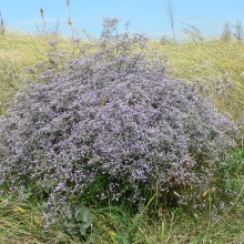 Кермек широколистий або плосколистий (Limonium platyphyllum)