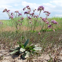 Кермік Гмеліна (Limonium gmelinii)