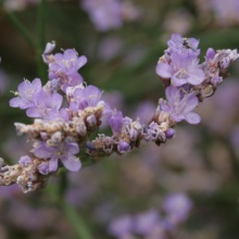 Кермік Гмеліна (Limonium gmelinii)