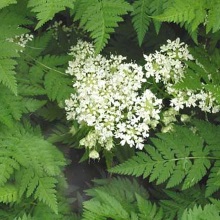 Кервель звичайний або купир бутенелистний (Anthriscus cerefolium)