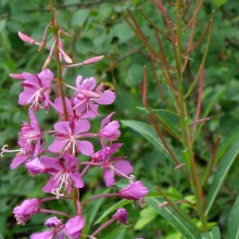 Кіпрій або хамеріон вузьколистий (Chamaenerion angustifolium)