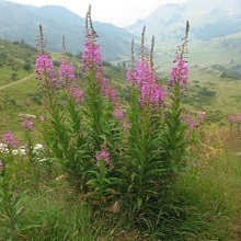 Кіпрій або хамеріон вузьколистий (Chamaenerion angustifolium)
