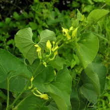 Кірказон ломоносоподібний або звичайний (Aristolochia clematitis)