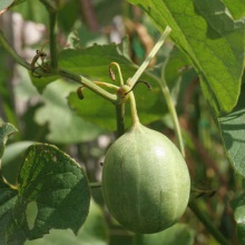 Кірказон ломоносоподібний або звичайний (Aristolochia clematitis)