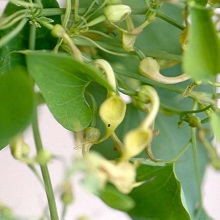 Кірказон скручений (Aristolochia contorta)