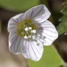 Кислиця звичайна (Oxalis acetosella)