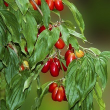 Кизил звичайний або чоловічий (Cornus mas)