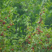 Кизил звичайний або чоловічий (Cornus mas)